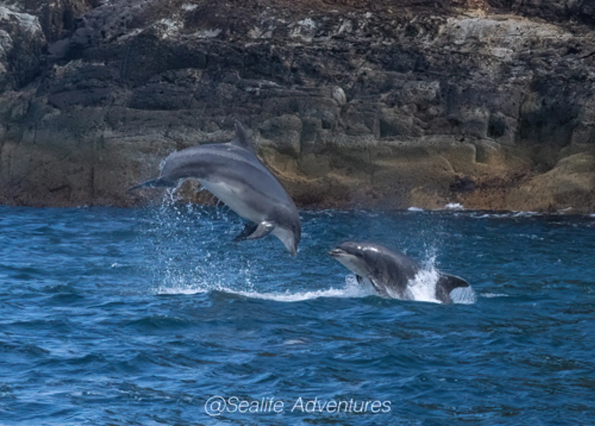 dolphins_dc22-sharpenai-focus.jpg