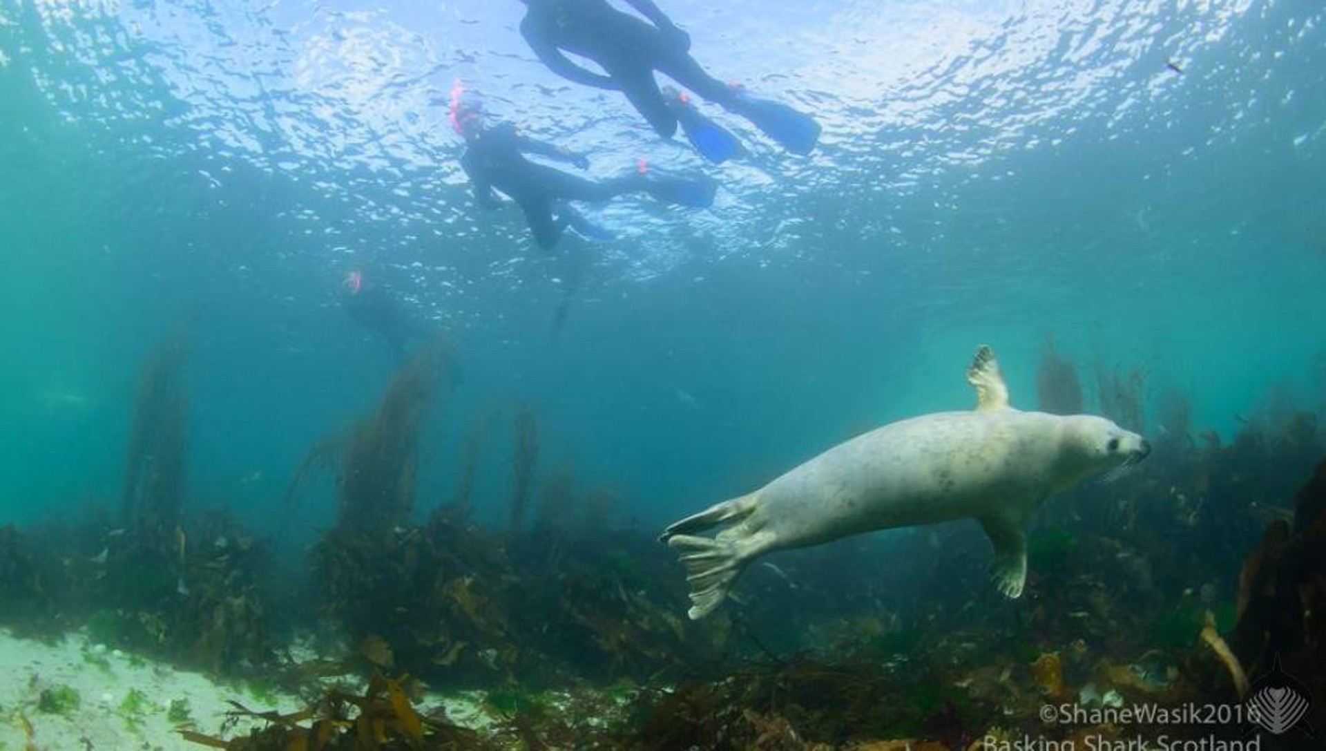 Background image - Basking Sharks Scotland Tours