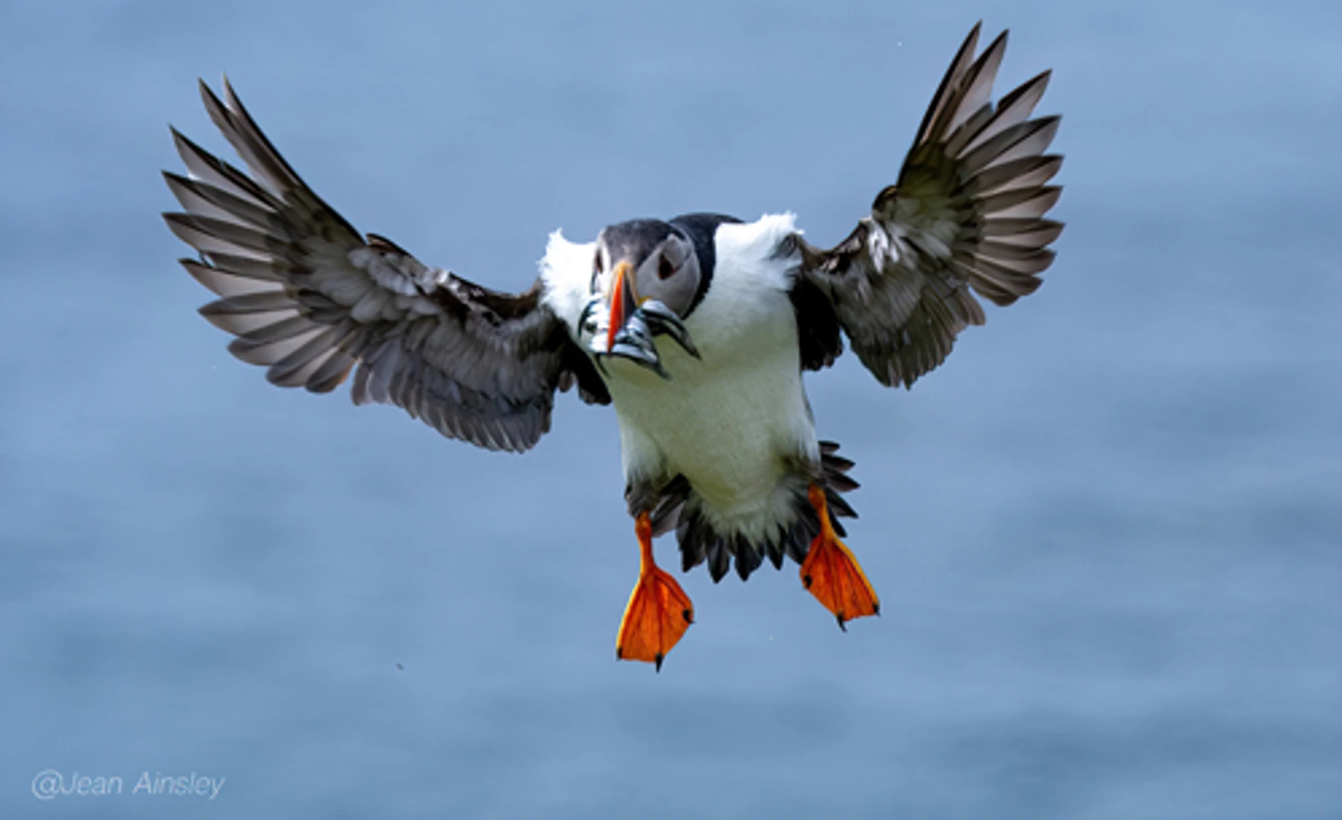 puffin_fish1-sharpenai-focus.jpg