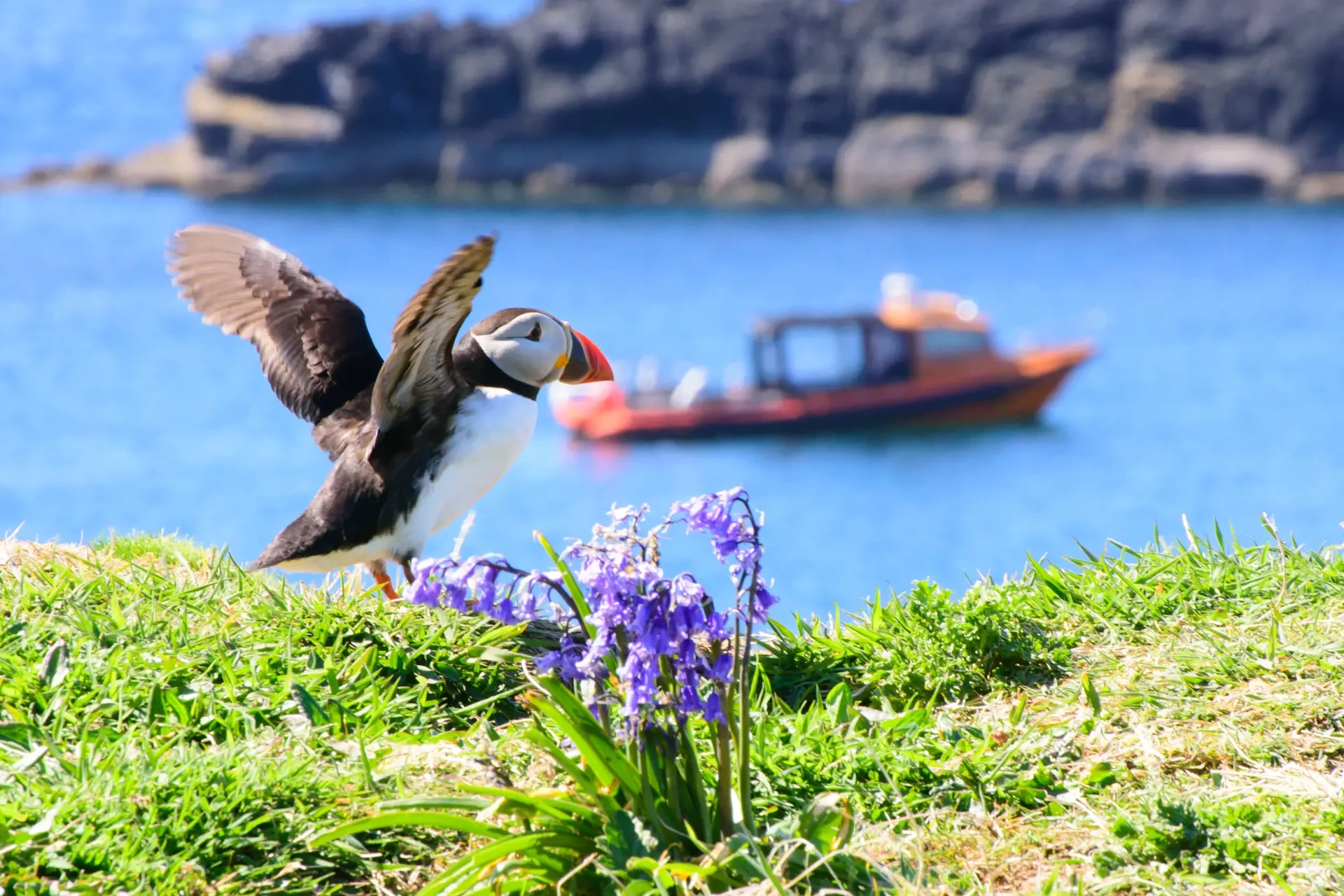 Background image - Sea Adventures Oban
