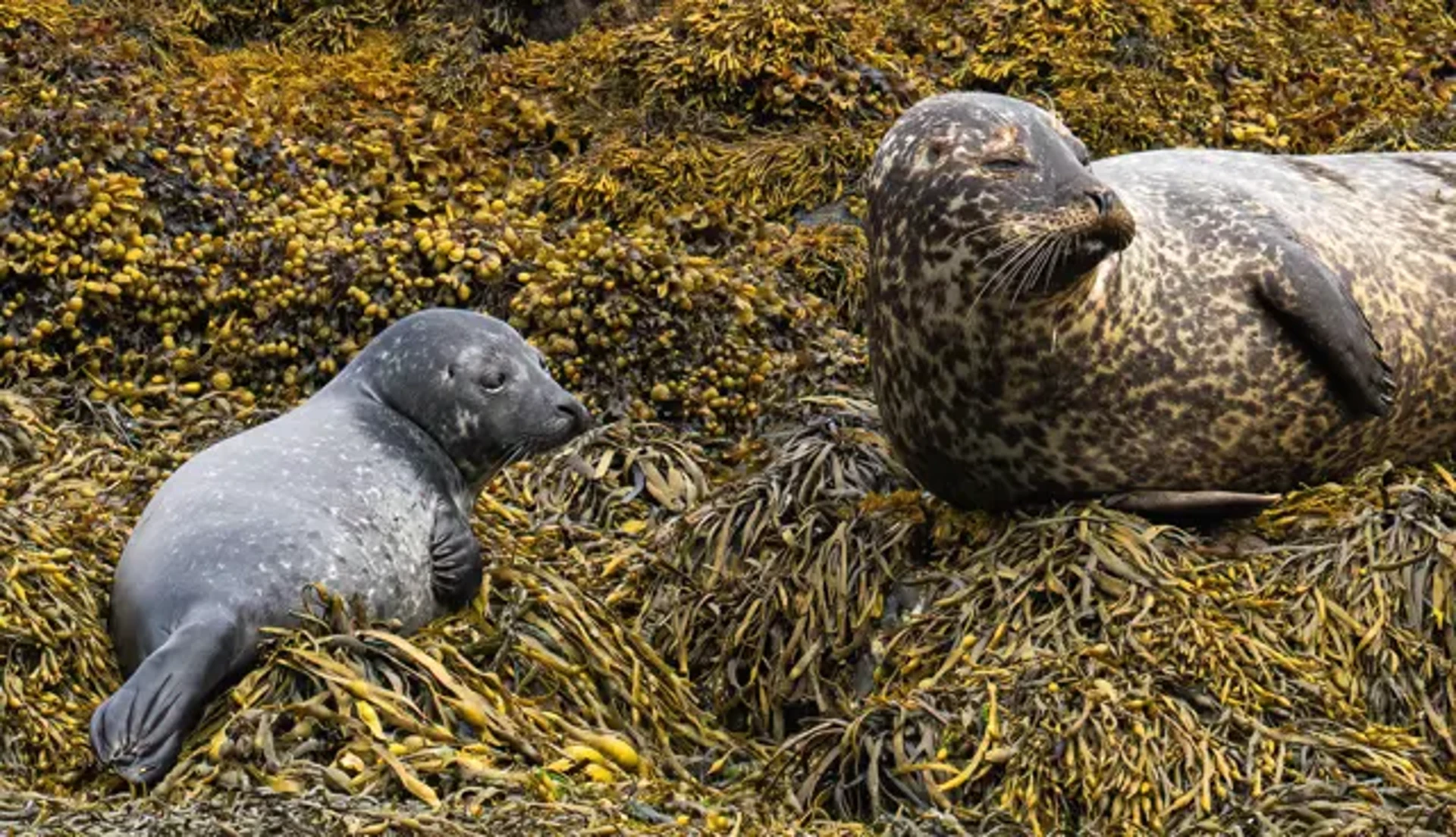 seal_pup_2___mum_1-sharpenai-motion.jpg