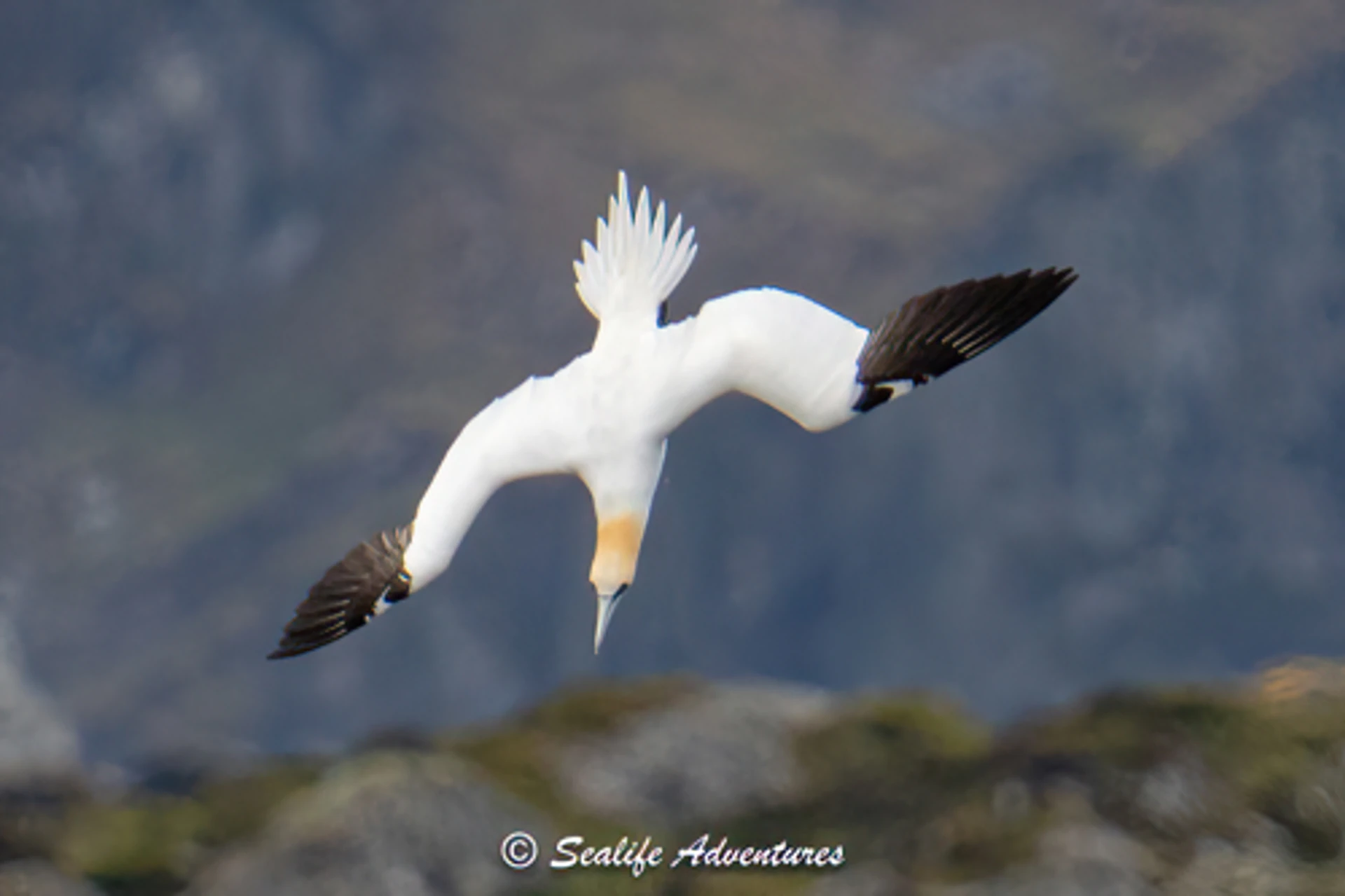diving_gannet_5__4-sharpenai-focus.jpg