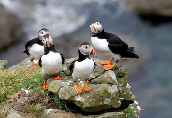 West Coast Motors Tours Listing 1