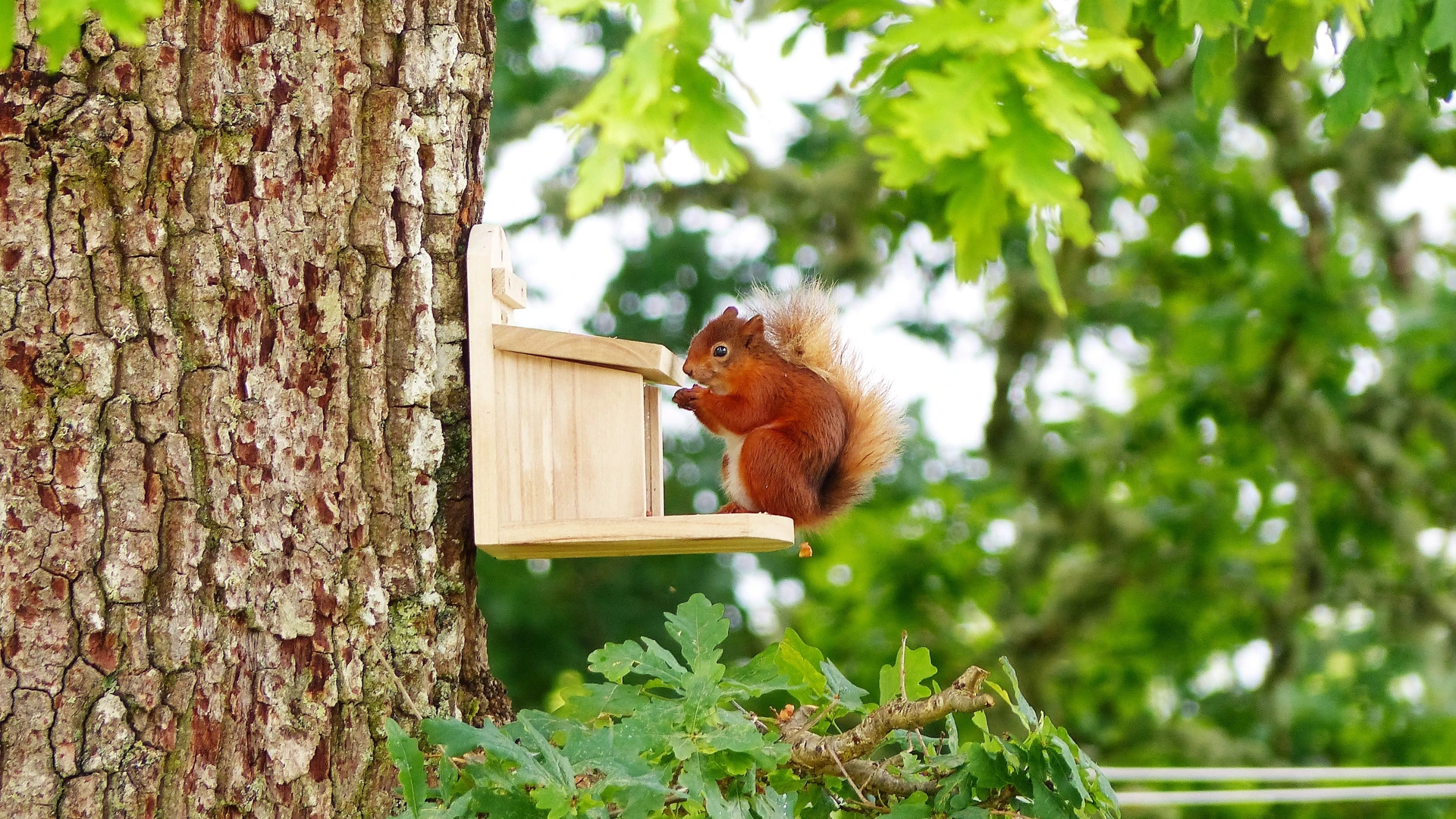 red-squirrel-at-feeder-by-barn-stable-cottages-2.jpg
