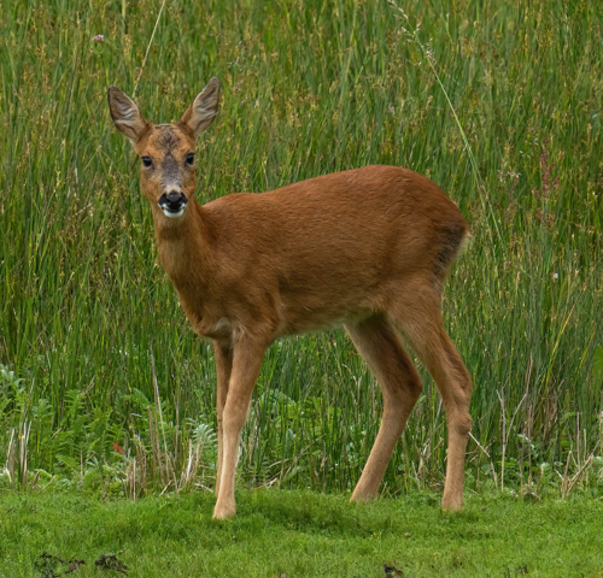 roe_deer_1-sharpenai-focus.jpg