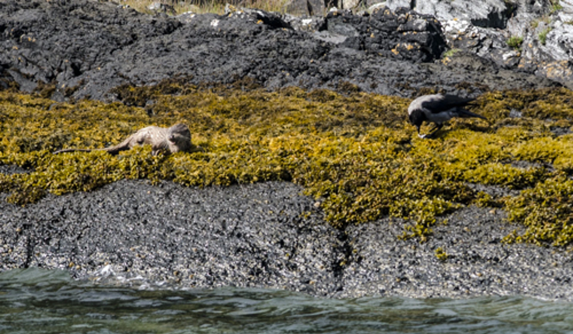 hooded_crow_and_otter_19_08.jpg