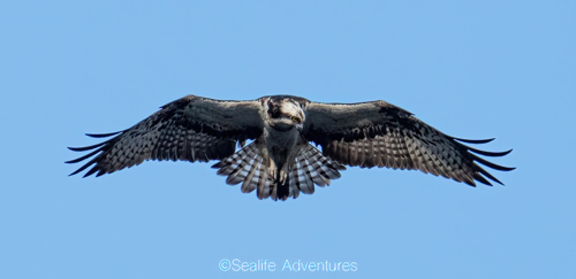 osprey_lf5_5_-sharpenai-focus.jpg